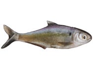 True Bass Texas Shad Line Through Swimbait 6"