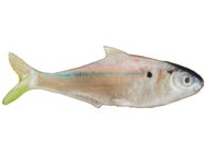 True Bass Texas Shad Line Through Swimbait 6"