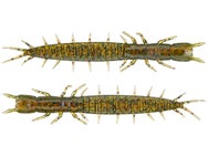 Tackle HD HD Hellgrammite 10pk