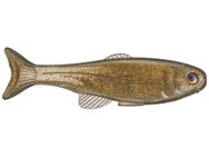 West Coast Baits Baby Roma Trout 6"