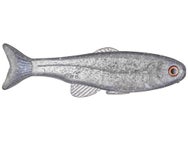 West Coast Baits Baby Roma Trout TW Shad 6"