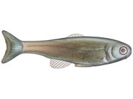 West Coast Baits Roma Trout Swimbaits