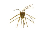 Xzone Stealth Finesse Series GBO Non-Salted Dice 4pk