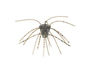 Xzone Stealth Finesse Series GBO Non-Salted Dice 4pk