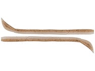 Zappu Maga Tail Worm
