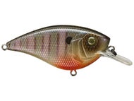 Bluegill Spawn