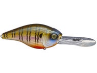 4K Bluegill
