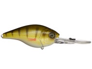 Yellow Perch