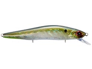 American Shad