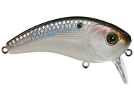 Shad Scales