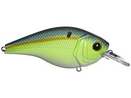 Sexified Chartreuse Shad