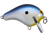 Blue Back Shad