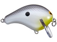 Grey Back Shad