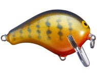 Orange Belly Gill
