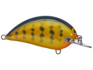 Orange Belly Gill