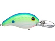 Citrus Shad