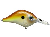 Amber Shad