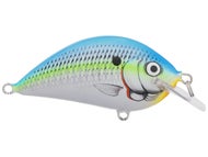 Citrus Shad