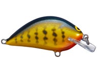 Orange Belly Gill