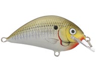 Olive Shad