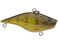 Yellow Perch