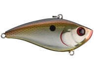 Copper Shiner
