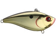 Gold Shiner