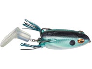 Shad Frog
