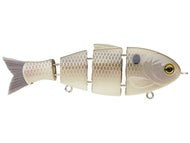 Gizzard Shad