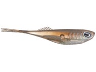 echo tail fishing lure RJ Lures Esox Mini Tiger Bucktail Sunrise Spirit The 2.5 tail spinner features a large ABS body that shimmies on the retrieve and also allows for 8 beautiful transparent colors that are designed to fool fish Alwonder 5-Pack Fishing Popper Lure,