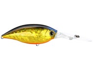 Golden Shiner