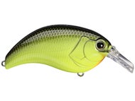 Black Back Chartreuse