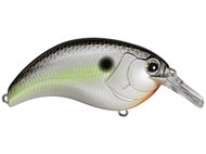 Black Back Shad