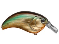 Golden Shiner