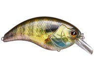 Real Blue Gill