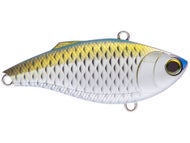 Grass Carp