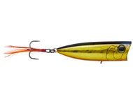 Golden Shiner