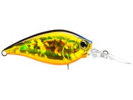 Golden Shiner