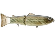 Flash Carp