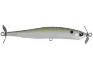 American Shad