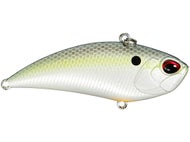 American Shad