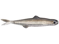 Evergreen Finesse Baits