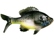 Natural Bluegill