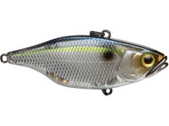 SG Threadfin