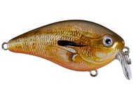 Orange Bream
