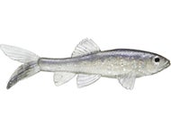 bell net fishing Frabill Baitwell Net