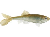 all american trash fish lure Little Creeper 8 LC Hitch the Little Creeper All American 8 Trash Fish resembles a number of commonly found baitfish Little Creepers All American Trash
