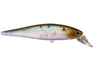 Live Ghost Minnow