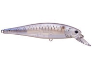 Live Striped Shad