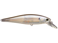 Striped Shad